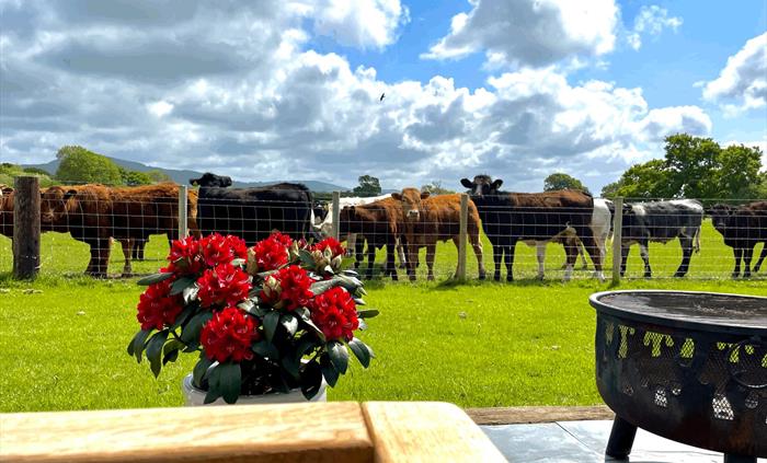 cows in the field outside the pods